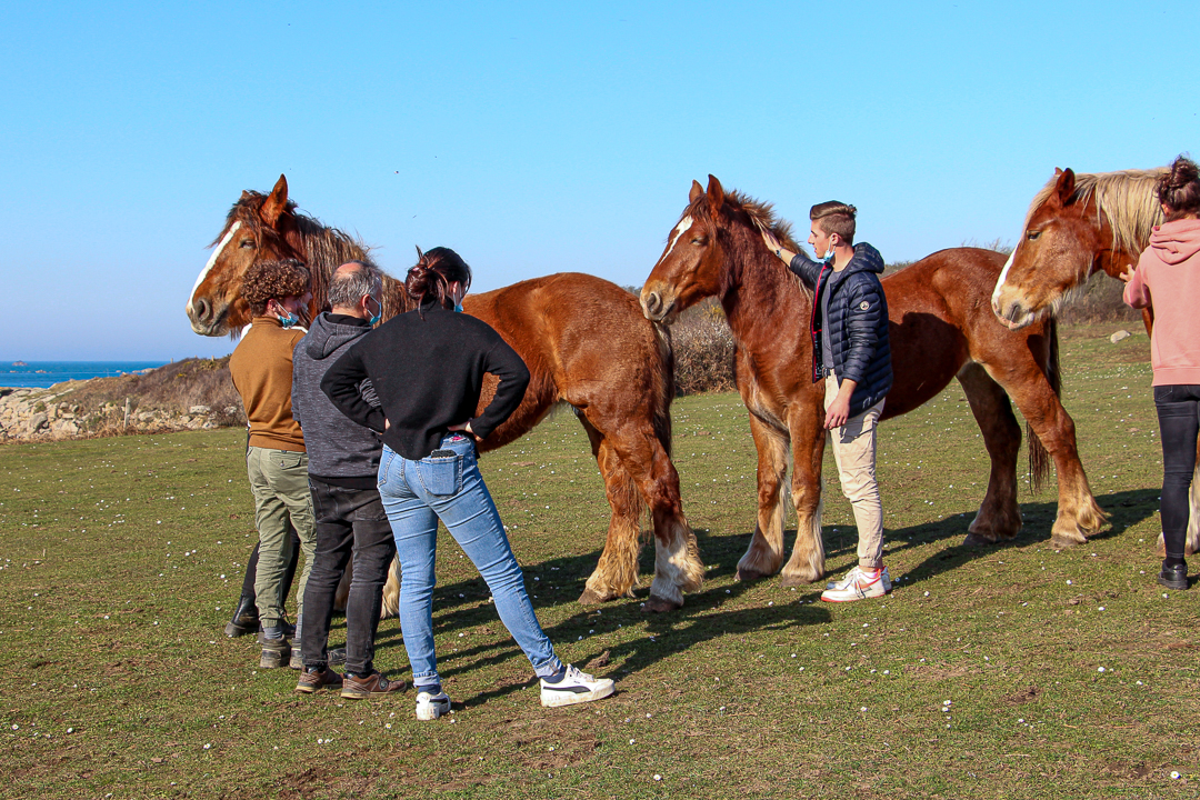 MIL races meenacées Trait Breton 8