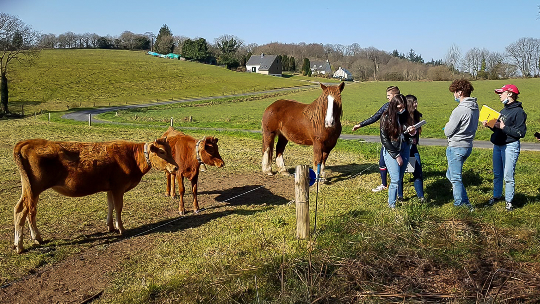 Circuit jeunes chevaux cycles classiques a Lamballe 1eres CGEH 13