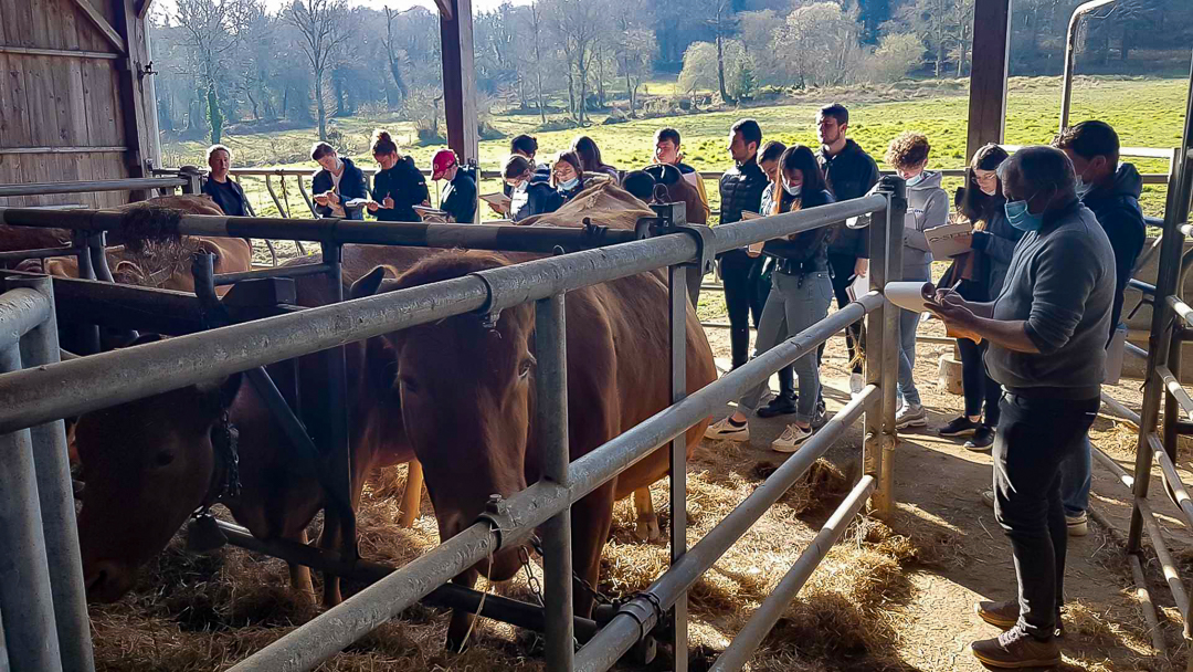 MIL races meenacées Trait Breton 8