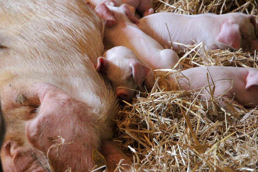 MIL races menacées Porc blanc de lOuest 16