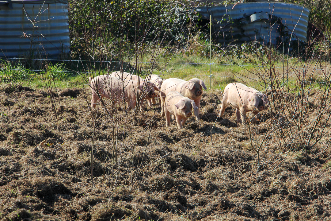 MIL races menacées Porc blanc de lOuest 16