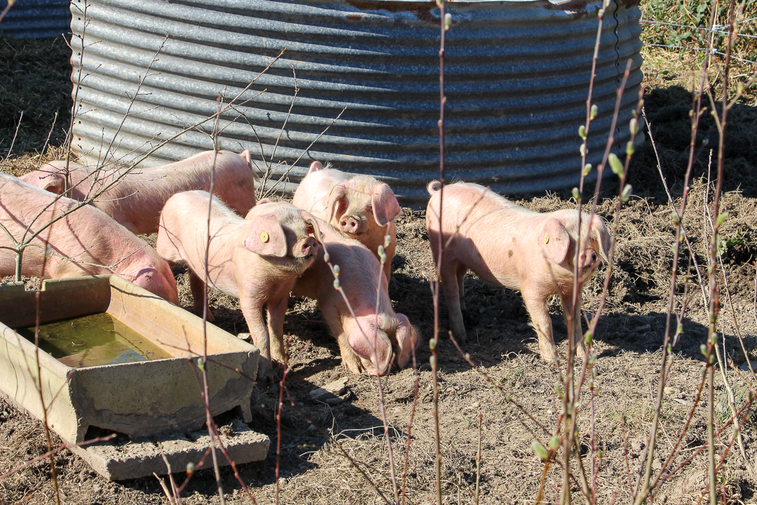 MIL races menacées Porc blanc de lOuest 16