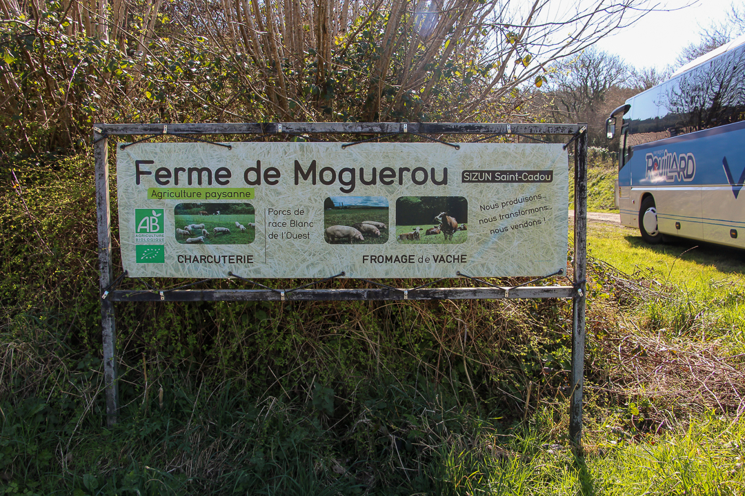 MIL races menacées Porc blanc de lOuest 16