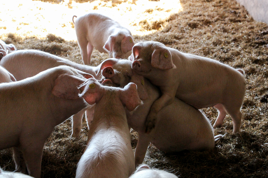 MIL races menacées Porc blanc de lOuest 5