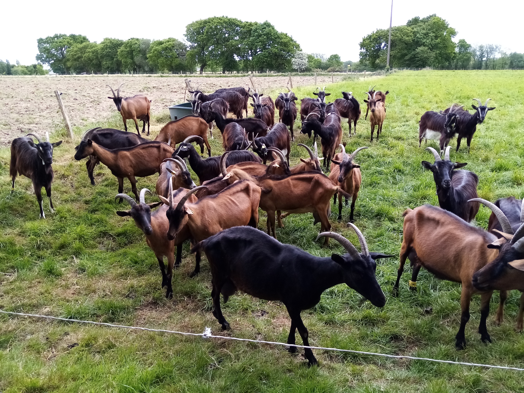 BTSA PA 1 visite chèvrerie de Kerbidique 1