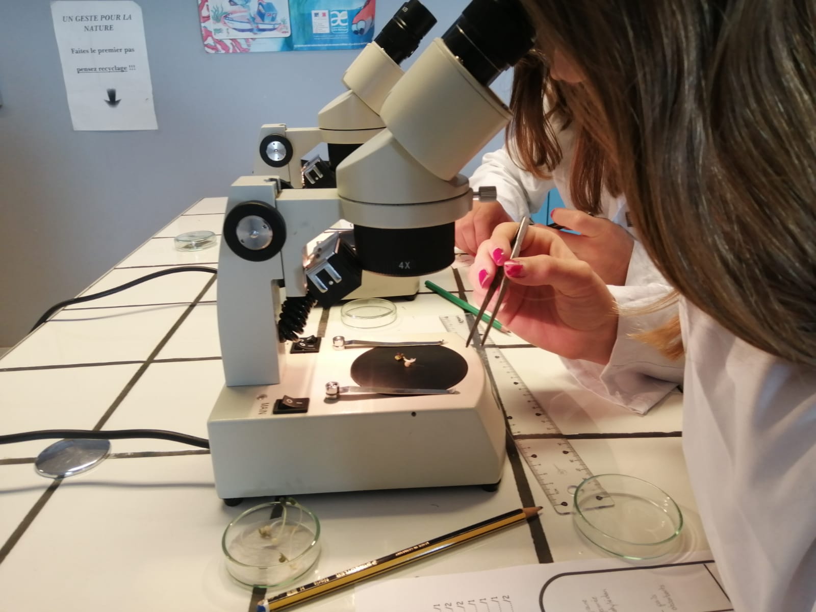 Séance de TP de biologie au laboratoire avec les 3ème Dessin dobservation de graine germée de moutarde 2