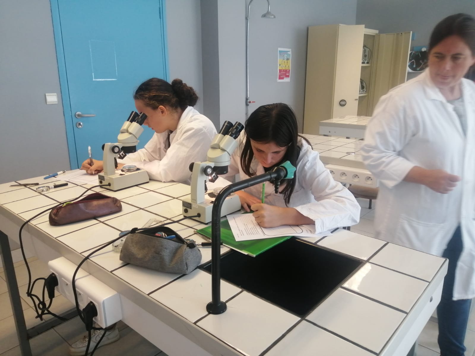 Séance de TP de biologie au laboratoire avec les 3ème Dessin dobservation de graine germée de moutarde 2