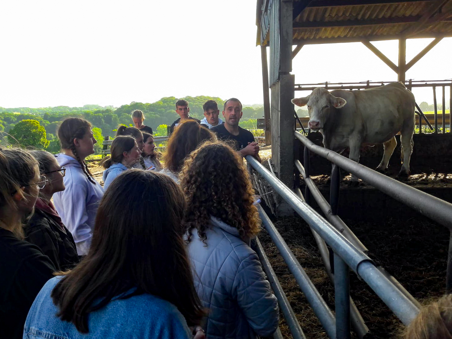 Visite de lélevage d Adrien et Isabelle Henry spécialisés en bovins viande de race Charolaise avec les BTS1PA 1