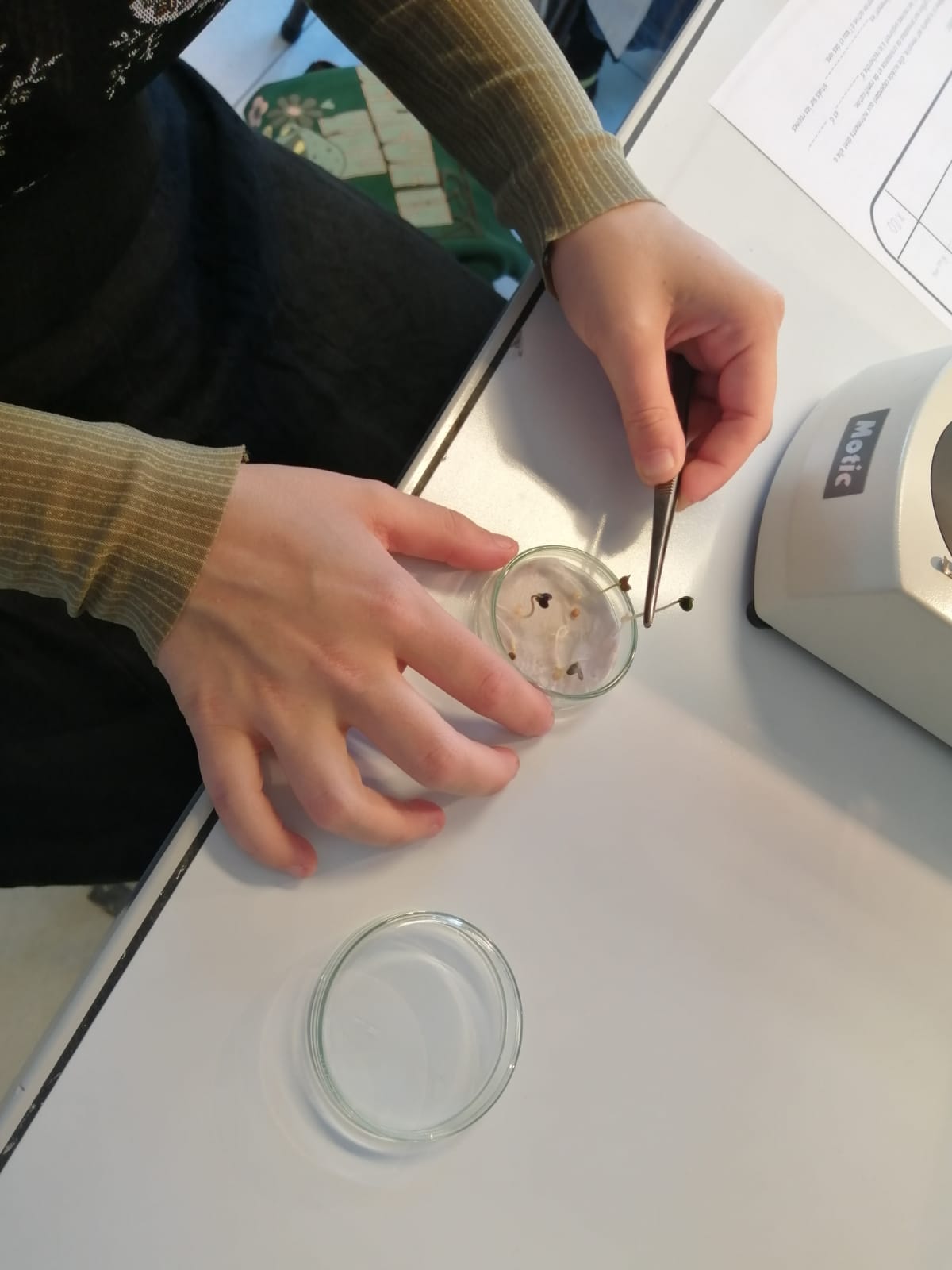 Séance de TP de biologie au laboratoire avec les 3ème Dessin dobservation de graine germée de moutarde 2