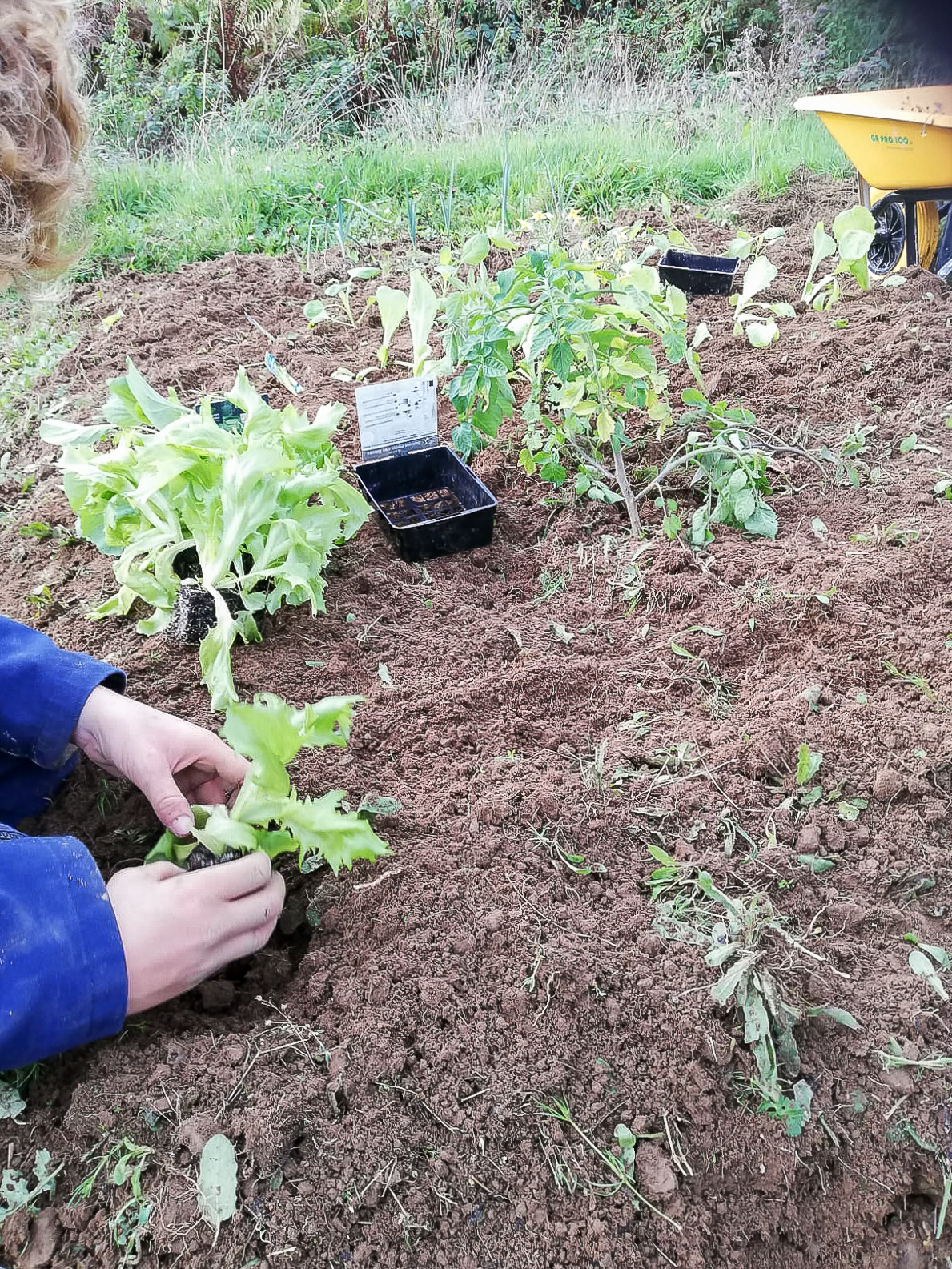 4e Dernière séance pour ce trimestre fin du désherbage sur les parcelles et plantation 6