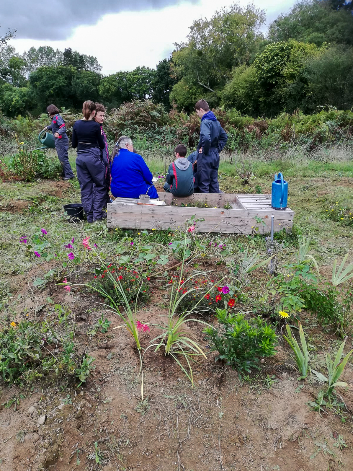 Suite du désherbage du jardin médiéval avec les 4eme 1