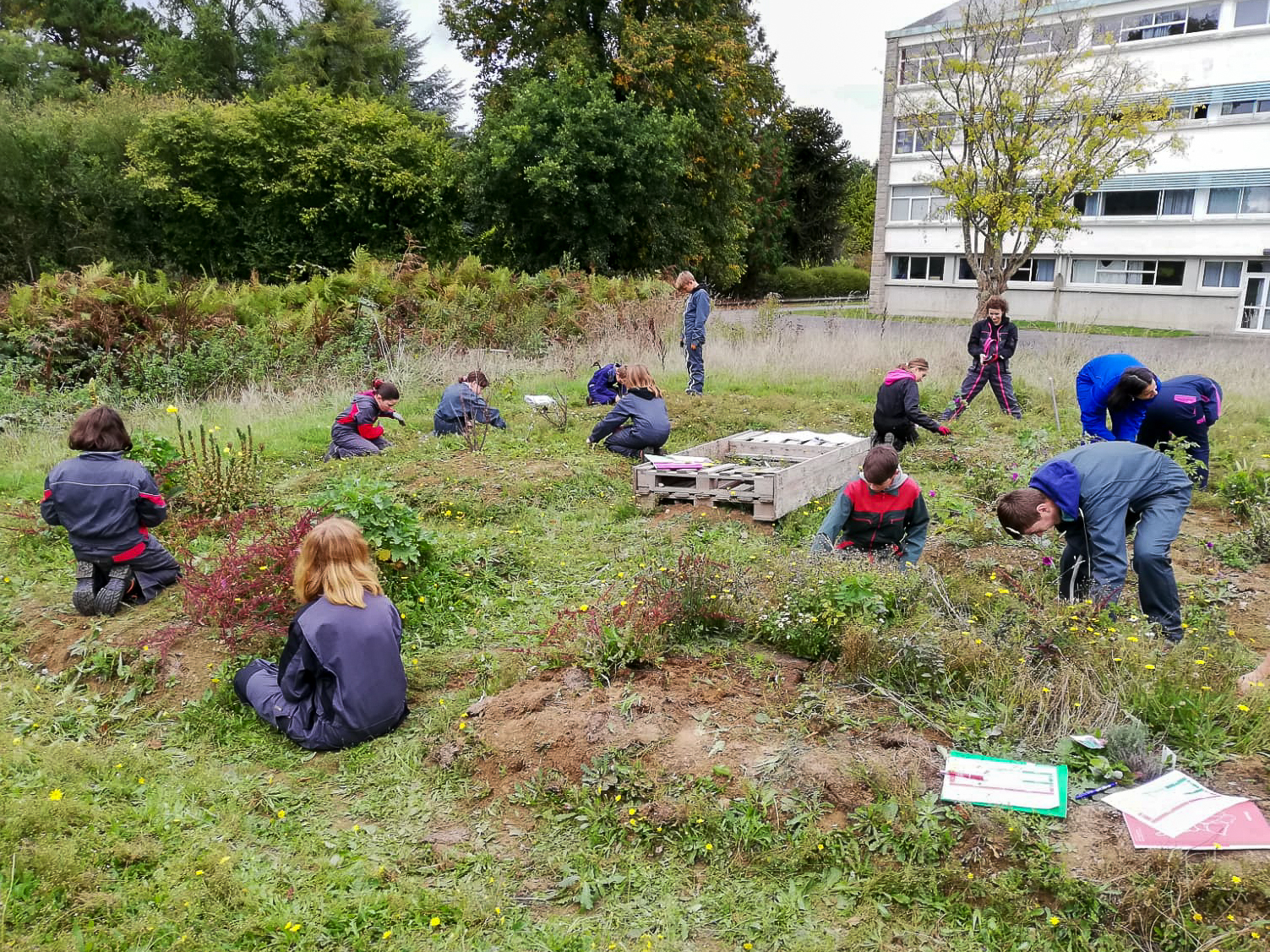 Suite du désherbage du jardin médiéval avec les 4eme 4