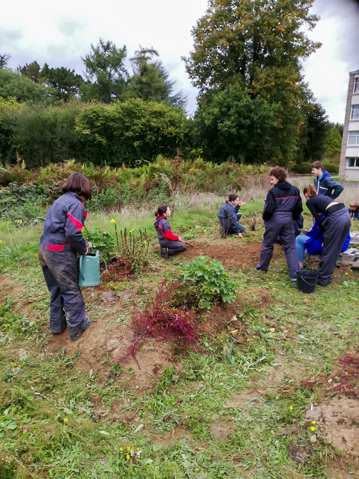 Suite du désherbage du jardin médiéval avec les 4eme 1