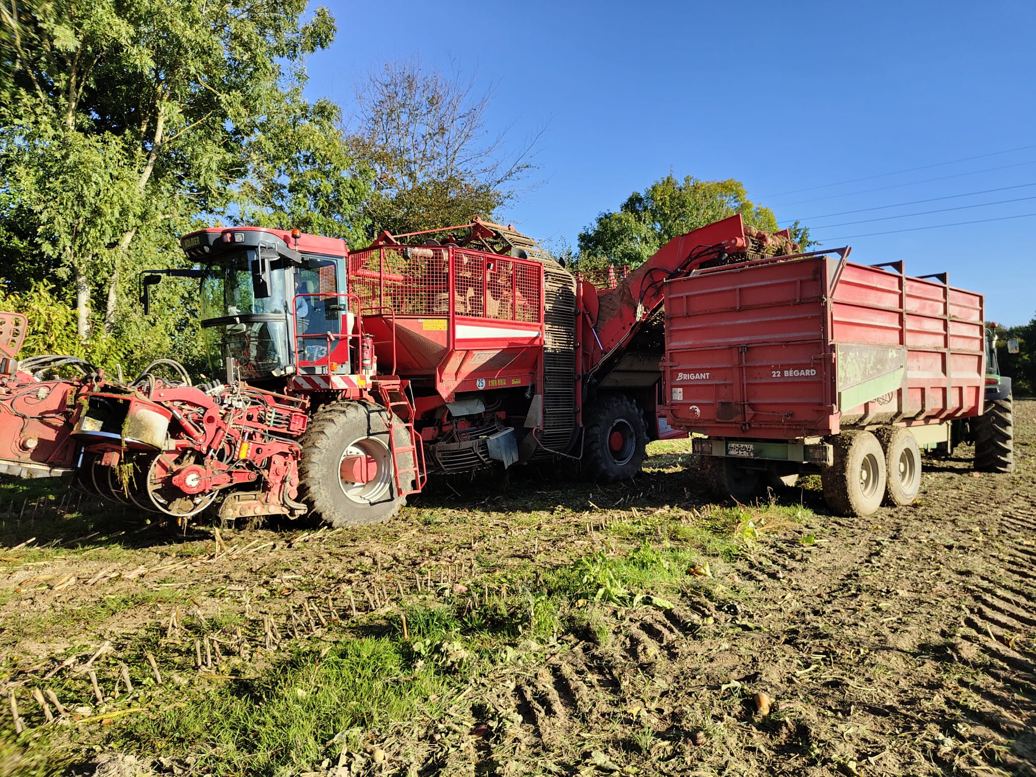 arrachage dun hectare de betteraves fourragères 1