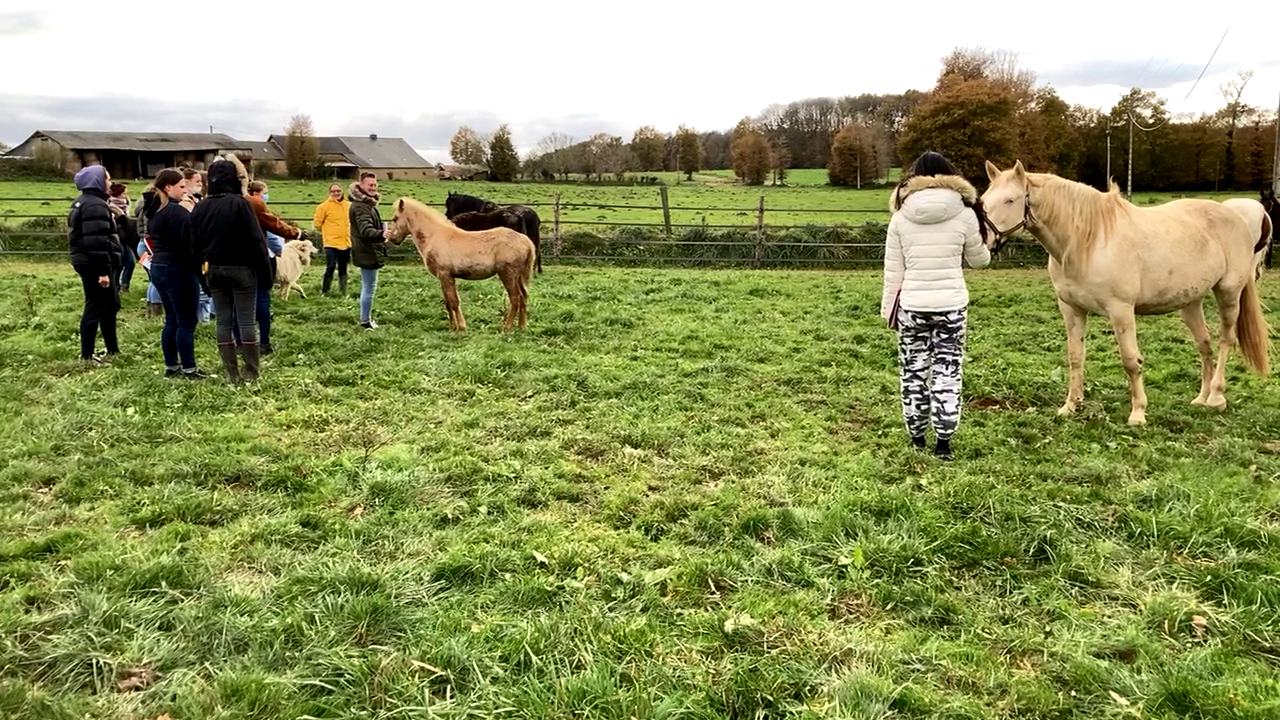 Ecurie Equi libre chez Alexandra Dubreuil 1